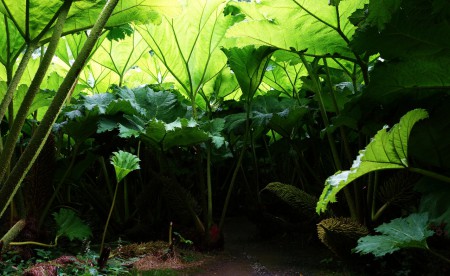 Cornwall: Trebah Garden